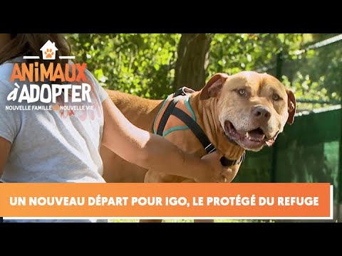 Vidéo: La Nouvelle Campagne De Monse Comprend Des Chiens à Adopter