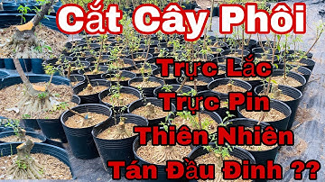 cách cắt phôi bonsai - tán đầu đinh là như thế nào ? dáng trực lắc - dáng trực pin - dán thiên nhiên
