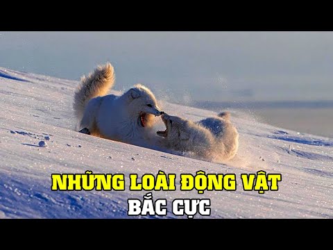Video ????Những Động Vật Đặc Biệt Của Bắc Cực | Khám Phá Thế... - youtube