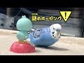 【癒やし系インコ】ピピの謎のポージング！ヒーリング効果あり！？ Mystery Posing & Healing type of budgie. [#045]