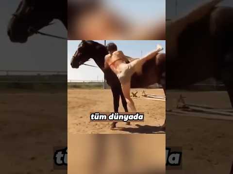 Video: Bir at evde ve doğada ne kadar yaşar?