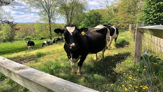 Barstow’s Longview Farm Carries on 215-Year Dairy Farming Tradition | Connecting Point | Jul 9, 2021