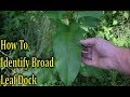 How To Identify Broad Leaf Dock - Wild Edible Identification