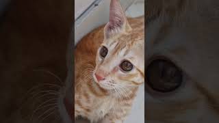 Simba The Lion This Is What Has Been Keeping Me Busy These Days.