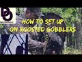 Setting up on roosted gobblers