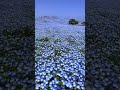 Hitachi Seaside Park Japan Spring Nemophila to Autumn Flower Fields #japantravel #japan #nemophila