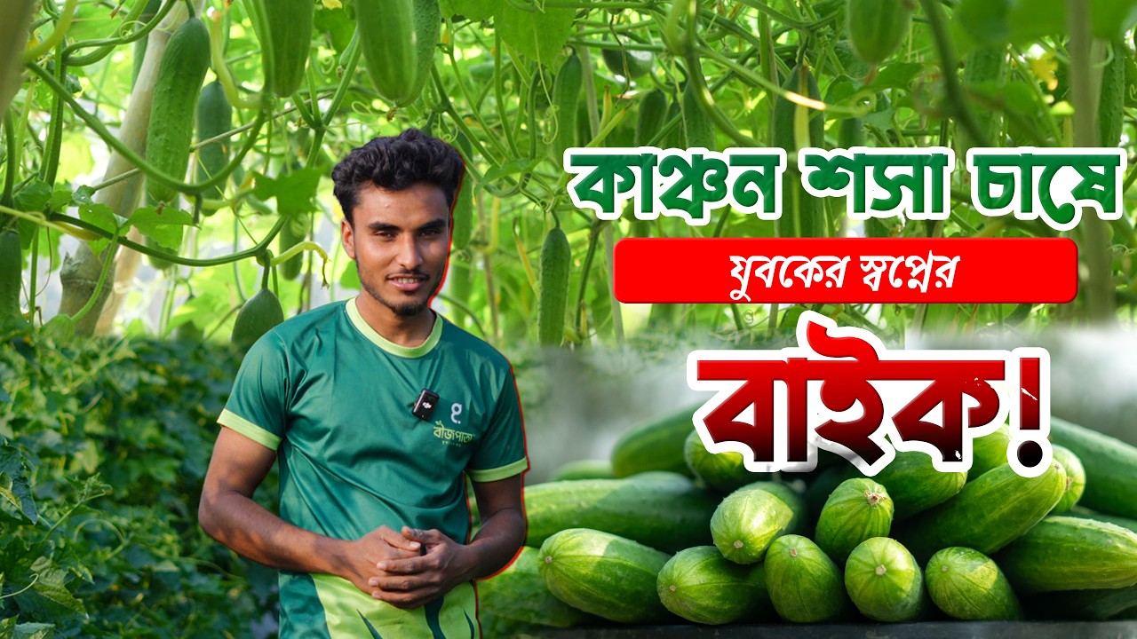 স্বপ্ন যখন বাস্তবে পূরণ! কৃষকের মাঠে ফলনে সেরা বীজপাতার কাঞ্চন #bizpata