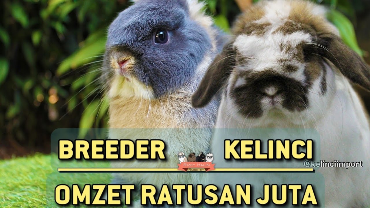 PETERNAK MUDA. SUKSES BREEDING KELINCI IMPORT. DI LIPUT OLEH @jagadtanitv#kelinci
