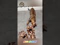 Funny cats