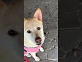 かえるの歌