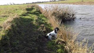 Gundog Training English Springer Spaniel Retrieve from across the river and stopped on return