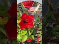 flowers collection #gardening #motivation