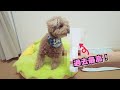 夏の夜散歩に最高すぎる懐中電灯を見つけてしまいました!