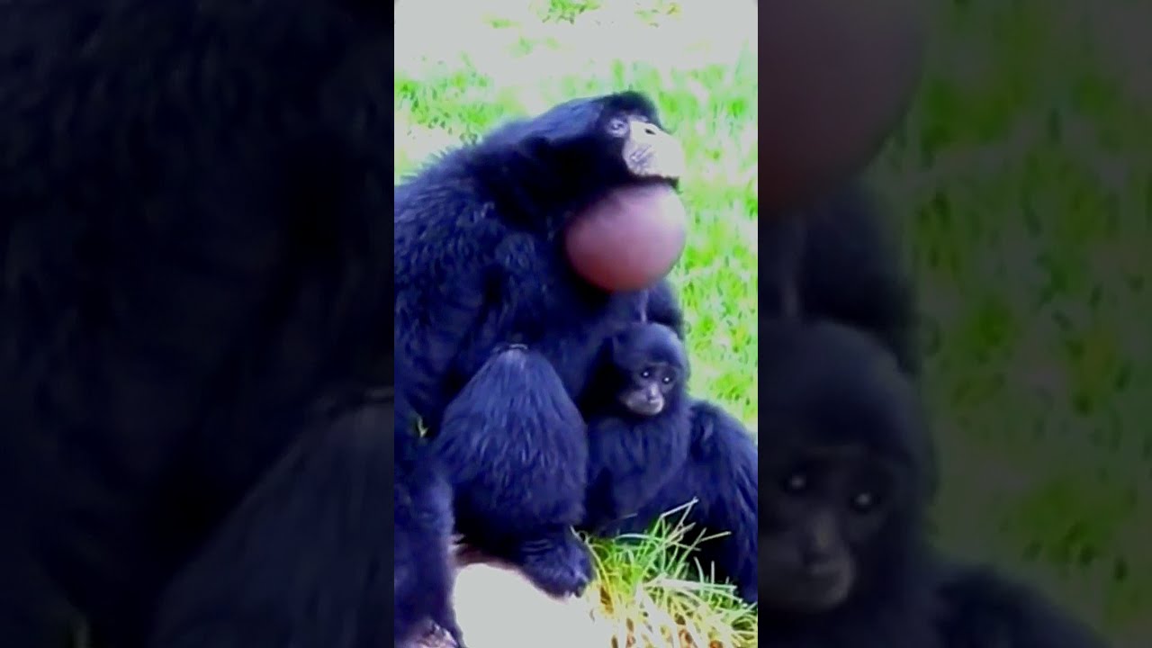 Gibbon Sound Video Shorts 100