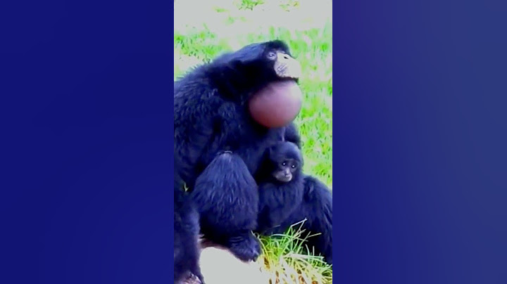 gibbon sound  video #shorts #100