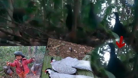 Mus yo hav zoov zov pom nraj los pws chaw