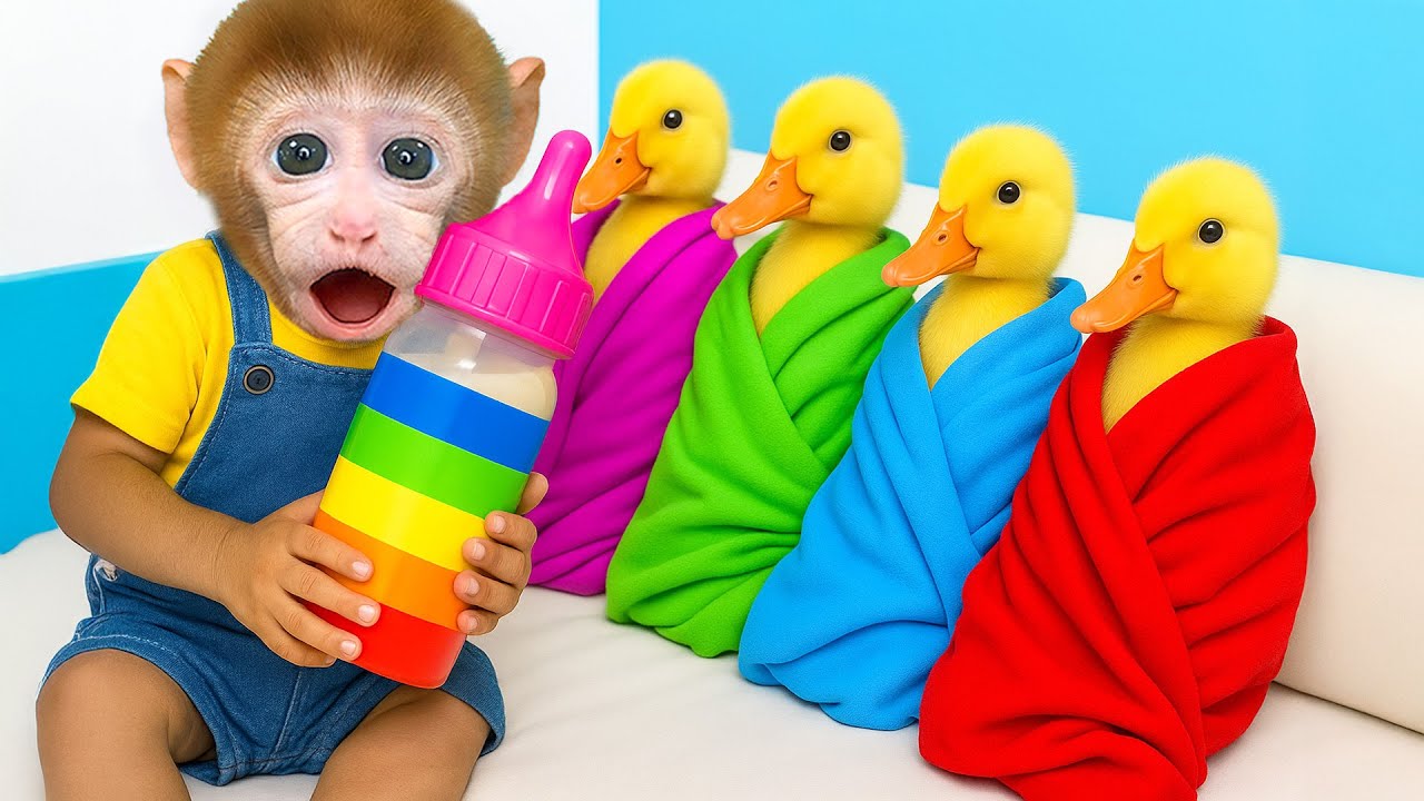 Mono BeBe tierno juega con los Patitos y conduce un tractor para cosechar uvas de colores!