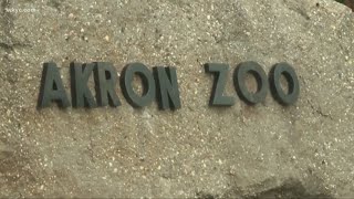 Cleveland Metroparks Zoo, Akron Zoo to administer COVID-19 vaccine to some of their animals
