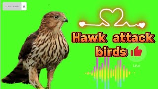 Hawk sounds | hawk sounds to scare birds | hawk call sounds