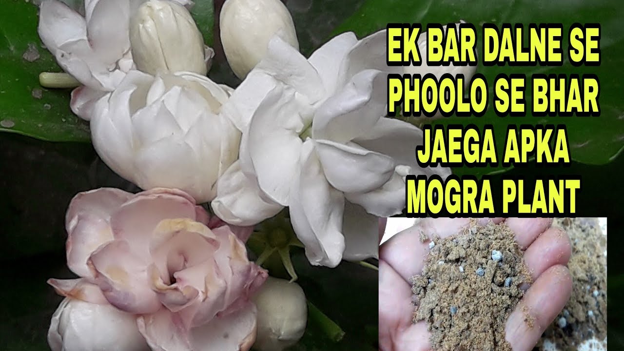 How to get more flowers on mogra/jasmine plant./ Mogra/jasmine care and