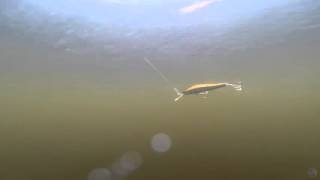 Zip Baits Rigge Deep 70F