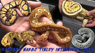 NARBC Tinley Park Showcase! Special Pompeii, Bang, Zebra, Tri Stripe, DG, Sunset Pieds, & MORE!!!