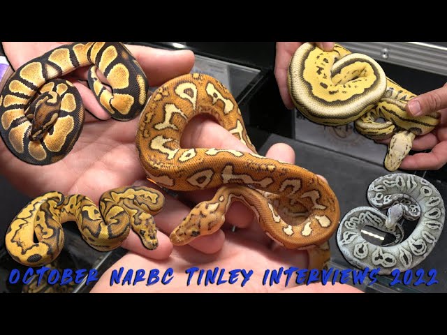 Showcase Saturday! Freeway Ball Python Combos! - YouTube