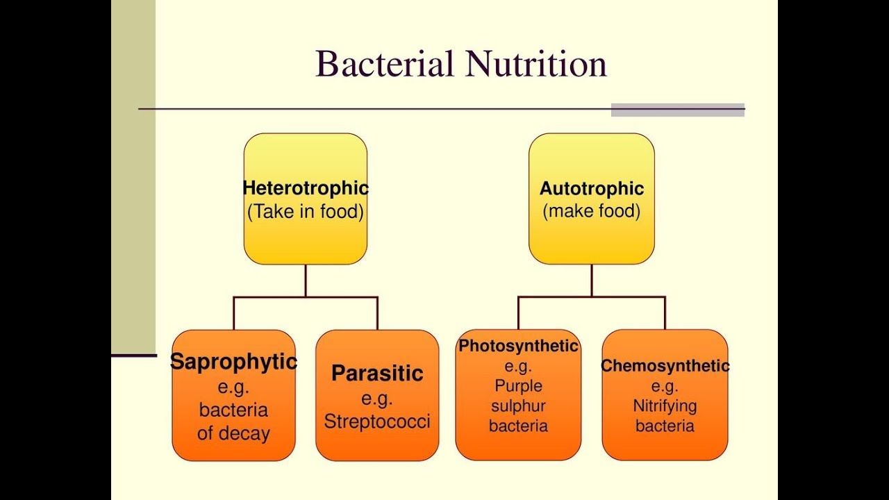 assignment on mode of nutrition in bacteria