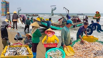 Ngư Dân Bè XốpTrúng Mánh Cá Đuôi Gà 40 Ngàn 1kg Ở Hải Tiến Thanh Hoá║Độc Đáo Khu Nhà 7 Màu