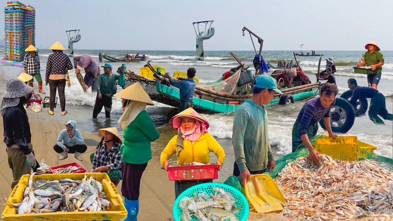 Ngư Dân Bè XốpTrúng Mánh Cá Đuôi Gà 40 Ngàn 1kg Ở Hải Tiến Thanh Hoá║Độc Đáo Khu Nhà 7 Màu