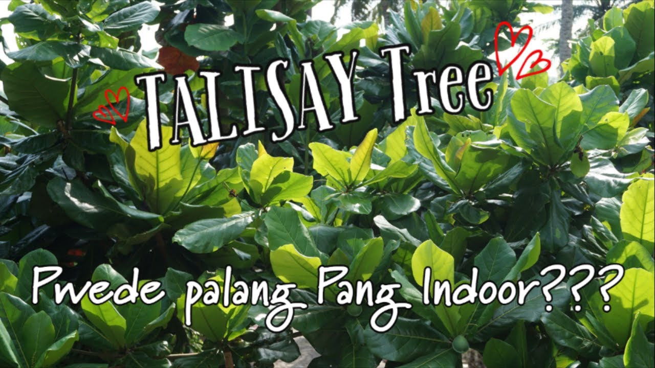 TALISAY – THE RETURN OF PHILIPPINE NATIVE TREES, 47% OFF
