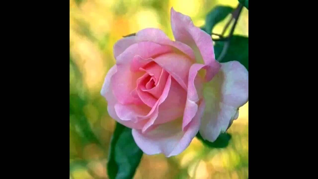 قاسم ابو عامر موال ابعث سلامي بعَجل...تحياتي