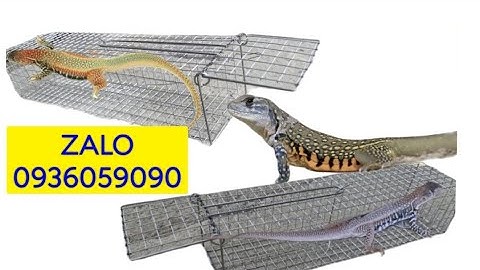 Lồng bẫy nhông cát. Lồng bẫy kỳ nhông. Lồng bẫy dông cát. Cung cấp lồng bẫy dông.