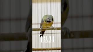 Download Lagu MASTERAN PARA JUARA CUCAK CUNGKOK MP3