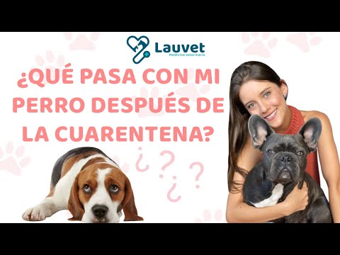 Video: Ansiedad de confinamiento en un perro