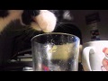 My cat cisse drinking from my glass funny