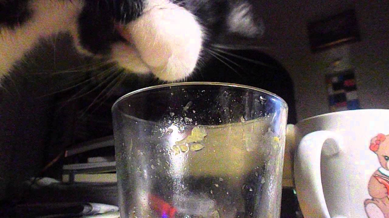 My cat Cisse drinking from my glass (funny) YouTube