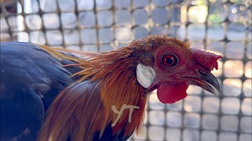 Up Close Wild Caught Red Jungle Fowl From Laos | Qaib Qus 100% Nyob Rau Teb Chaws Nplog Sab Qab Teb