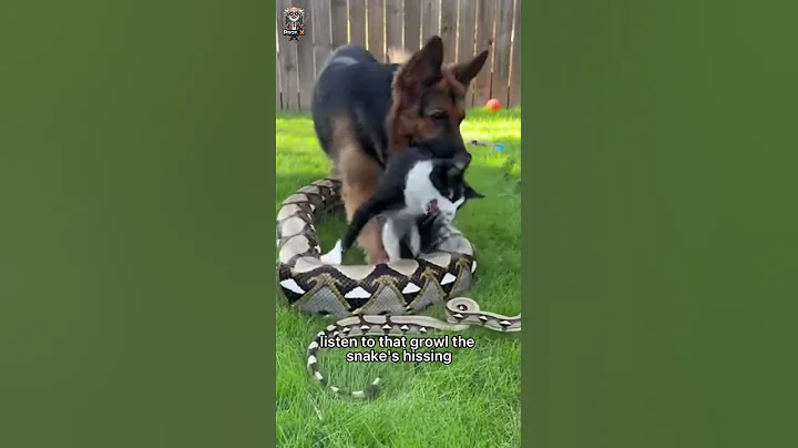 😱🐶 Dog Saves Cat From Python Attack in Backyard — Heroic Rescue!#WildRescue #OMGScene