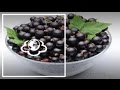 Смородина чорна. Ribes nigrum (частина 2)