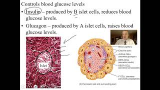 Endocrine System part 2