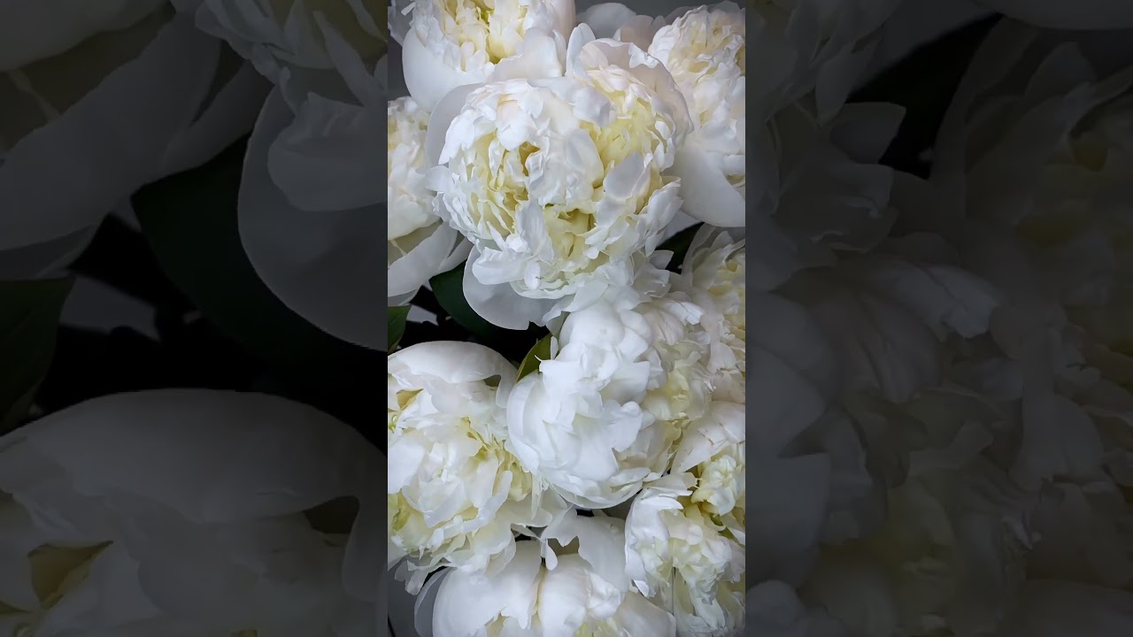 ASMR АСМР Розквітай! Весна | Spring White Bloom | 