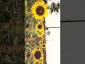 tag your love🫶💕🥰#viral #sunflowers #viralreels