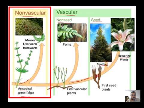 Non vascular plants (Bryophytes)