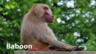 Baboon Sounds