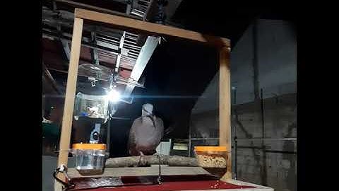 Sangkar layang atau SL Cocok untuk Burung Tekukur  buatan Khayla bird farm