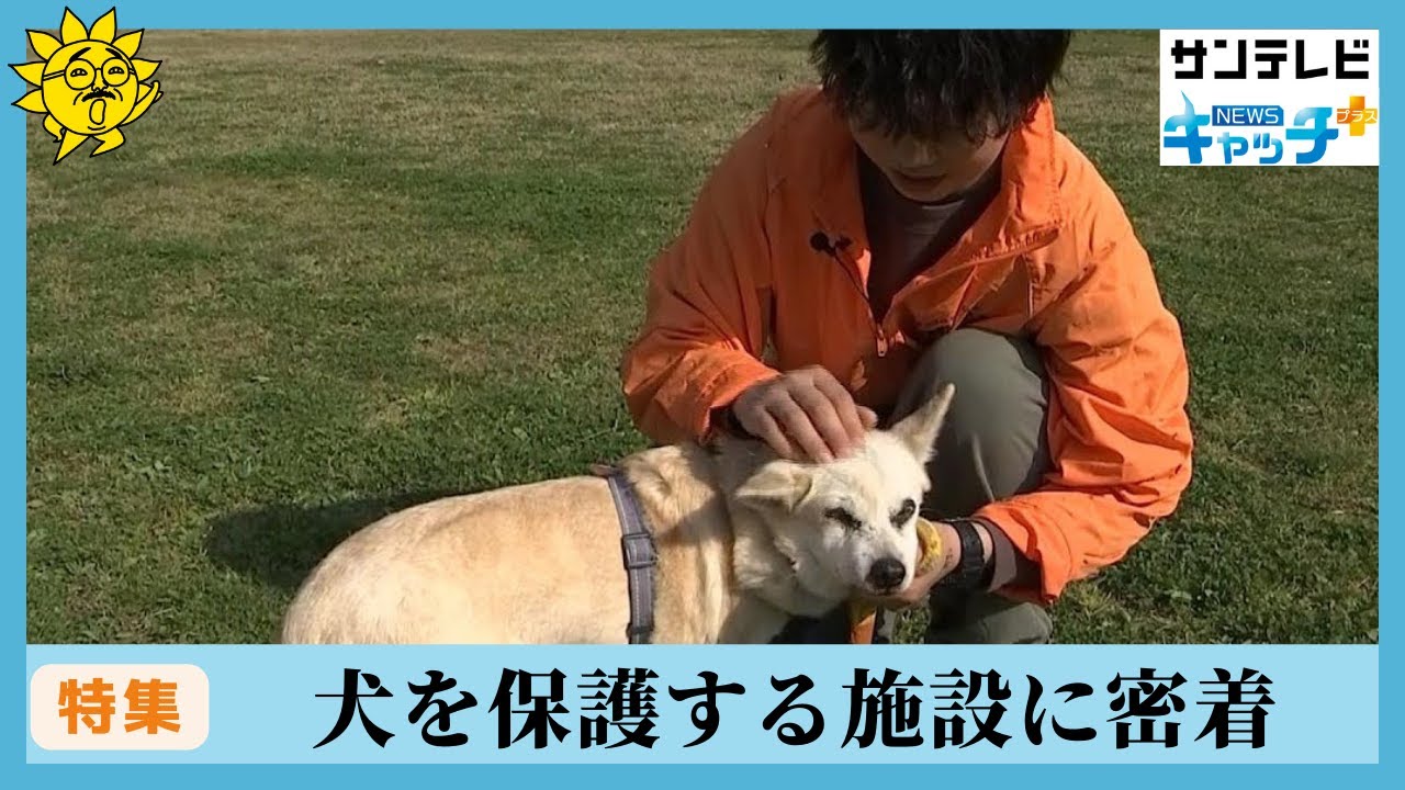 特集 飼育放棄や捨て犬 丹波地域で犬を保護する施設に密着 保護犬 保護猫 Youtube