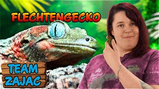 so haltet ihr den FLECHTENGECKO | Zoo Zajac by Zoo Zajac 2,981 views 2 months ago 5 minutes, 49 seconds