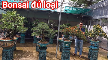 Mẫu vườn Bonsai đẹp mắt đủ chủng loại cây của anh Linh ở huyện Hóc Môn TP HCM