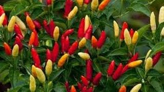 ⟹ Tabasco Pepper, Capsicum frutescens ОБЗОР РАСТЕНИЙ